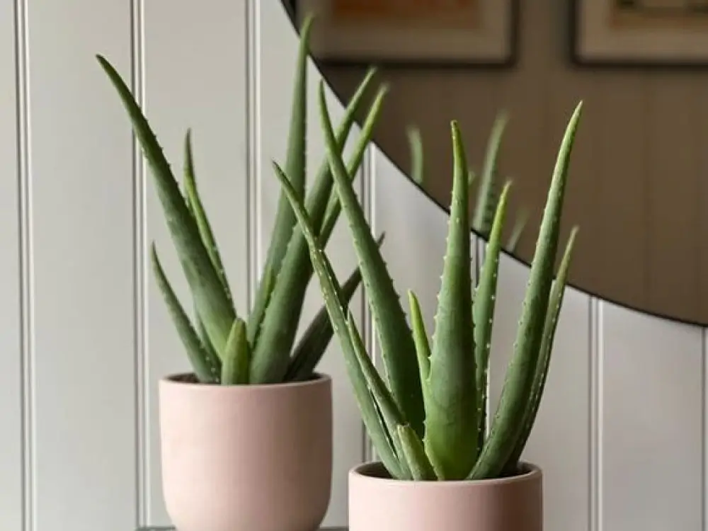 Aloe Vera