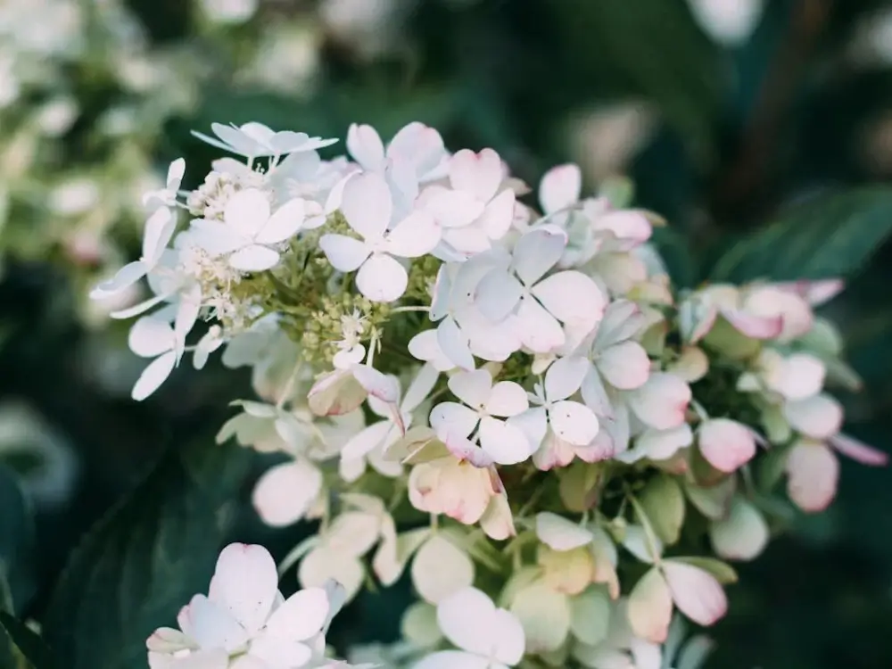 Climbing Hydrangea