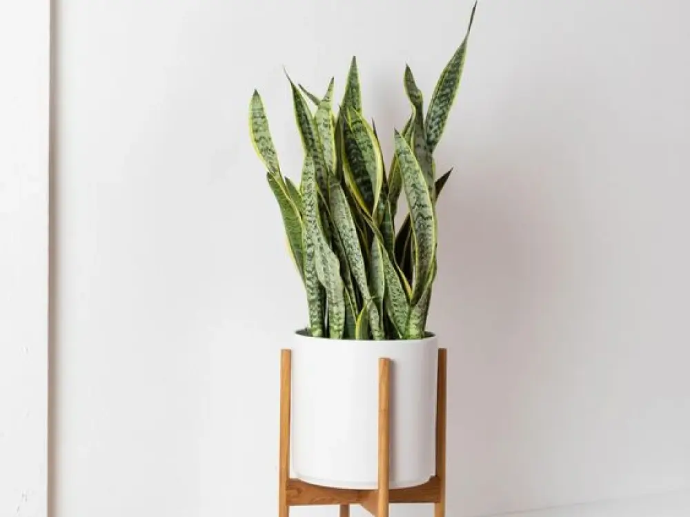 Snake Plant