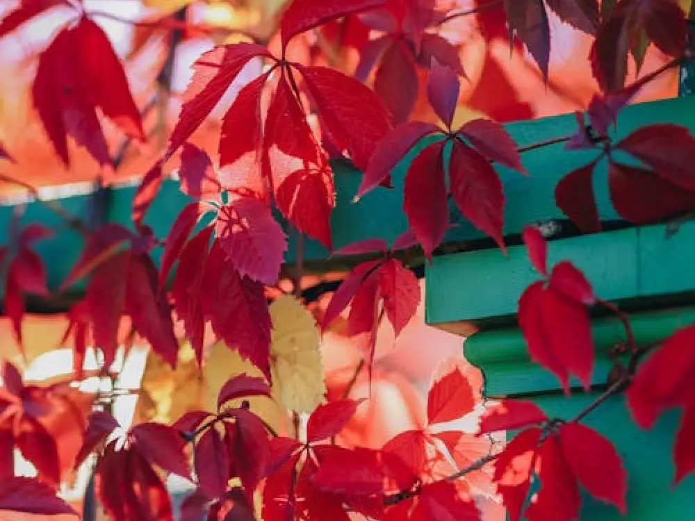 Virginia Creeper