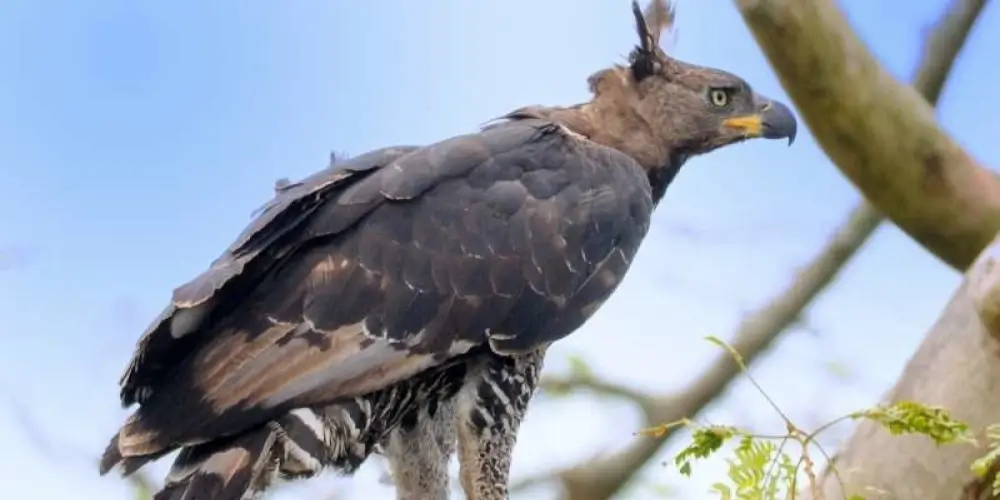 The African Crowned Eagle 