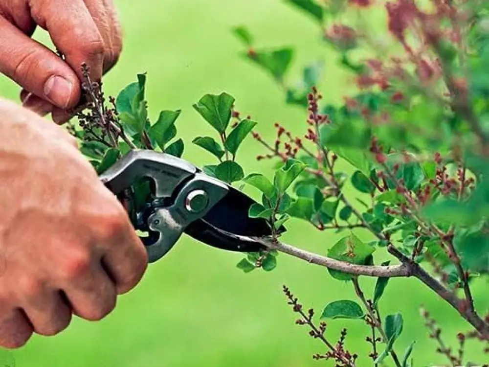 Trimming