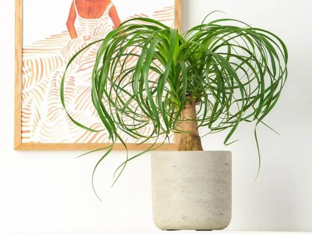 Ponytail Palm 