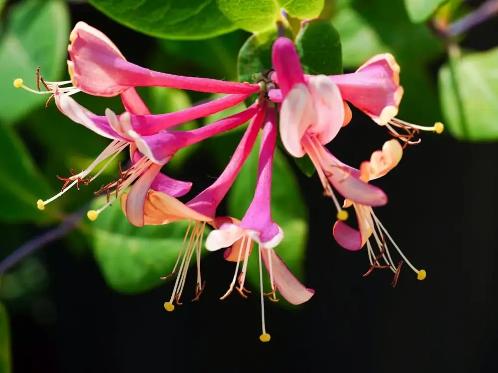 Honeysuckle