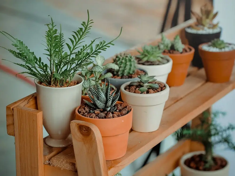 Indoor Plants