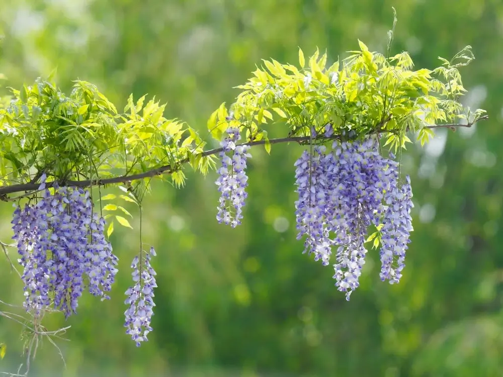 Wisteria