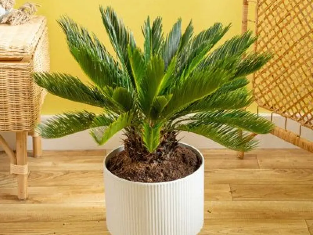 Sago Palm