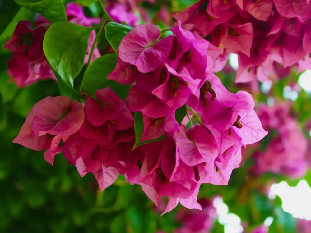 Bougainvillea