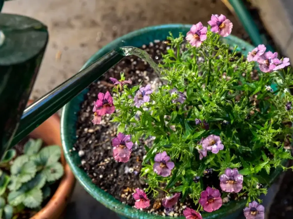 Watering the Plants