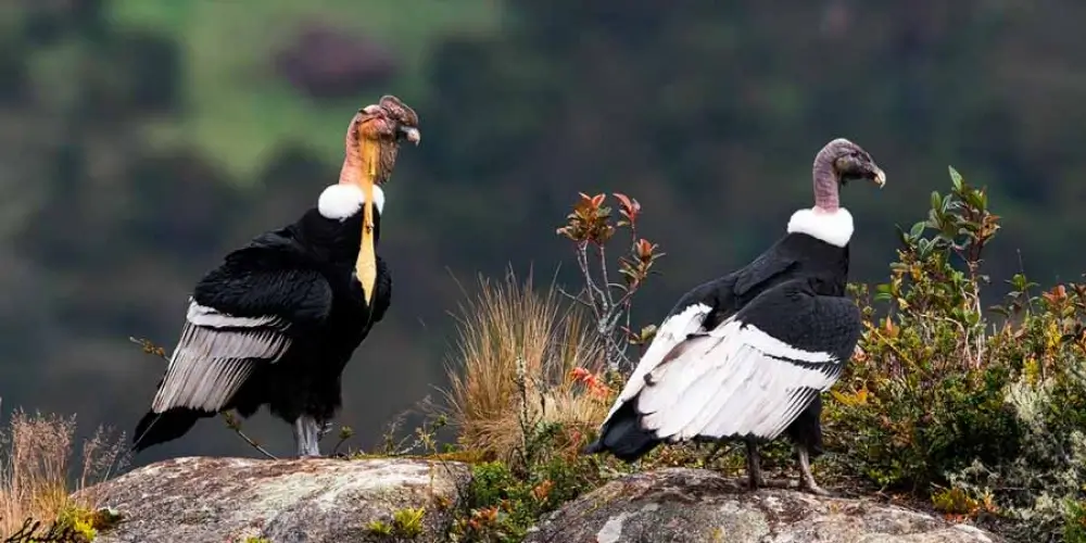 The Andean Condor